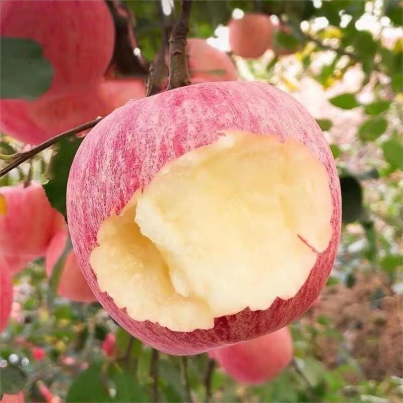 【苹果】精品红富士苹果一手货源商超品质坏单包赔