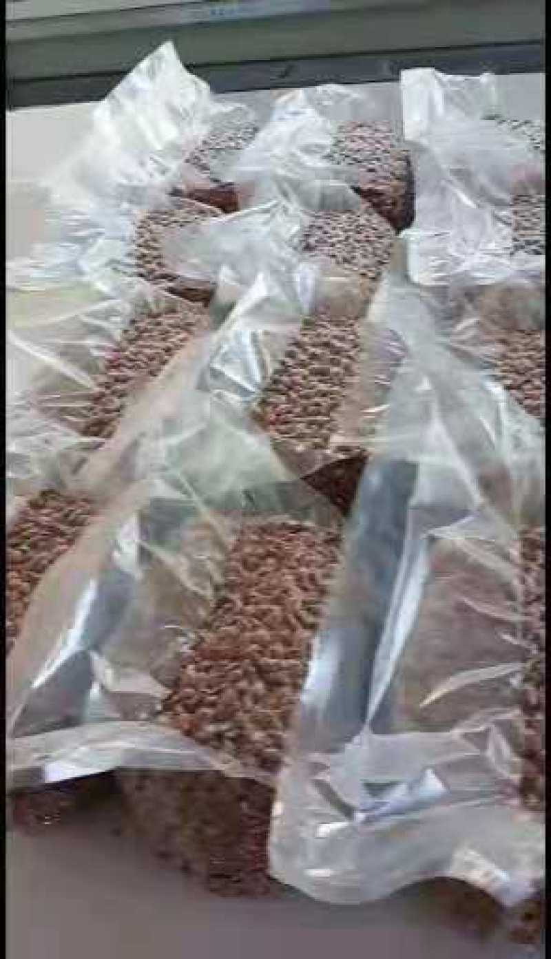 桃芽，毛桃种子，桃树种子，一手货源量大质优，出芽率高