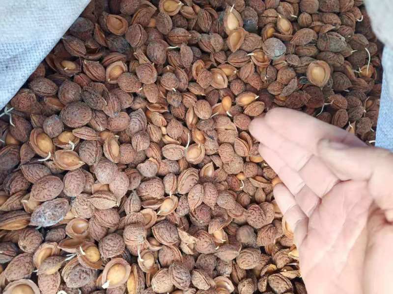 桃芽，毛桃种子，桃树种子，一手货源量大质优，出芽率高