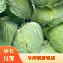 《牛商优选》优质包菜大量供应批发货源充足代发全国
