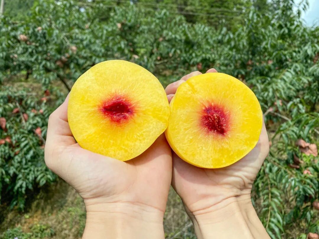 不同桃品种切面对比图