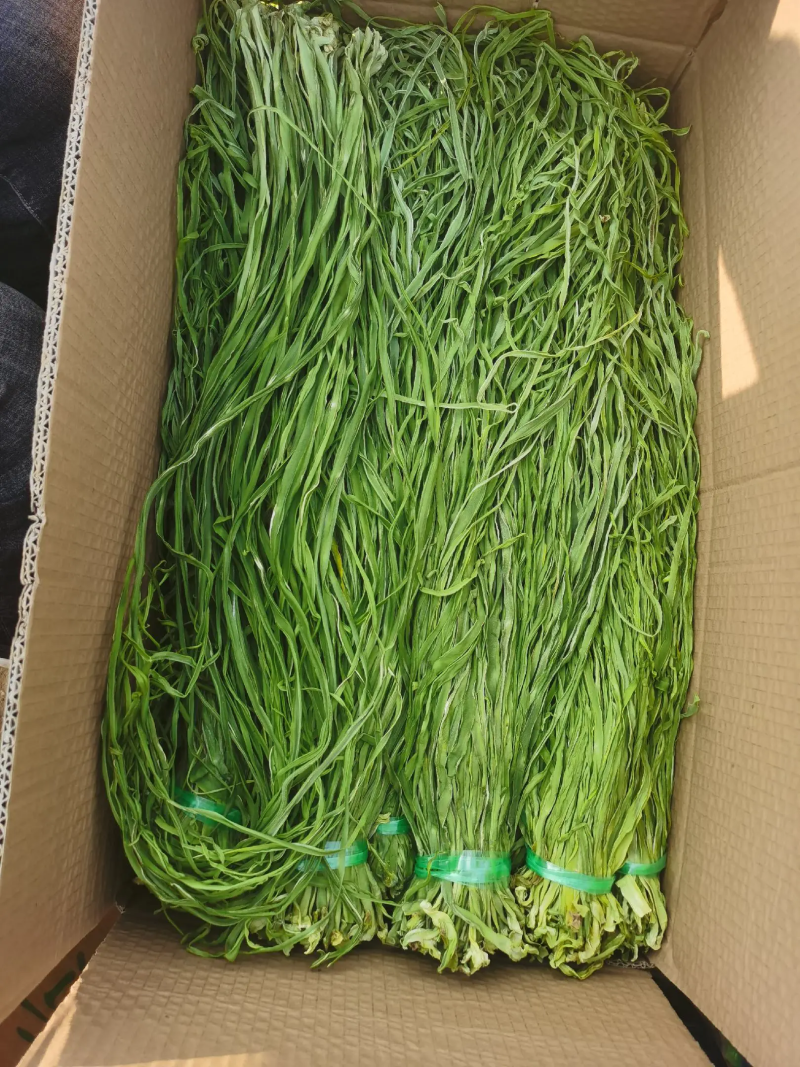 特级精品出口贡菜出口韩国日本，发往全国各地苔干响菜山蛰