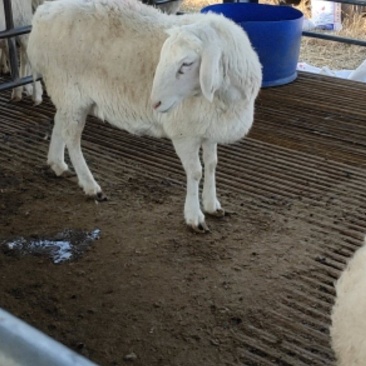 多胎高产品种湖羊湖羊小母怀孕湖羊厂家直接发货