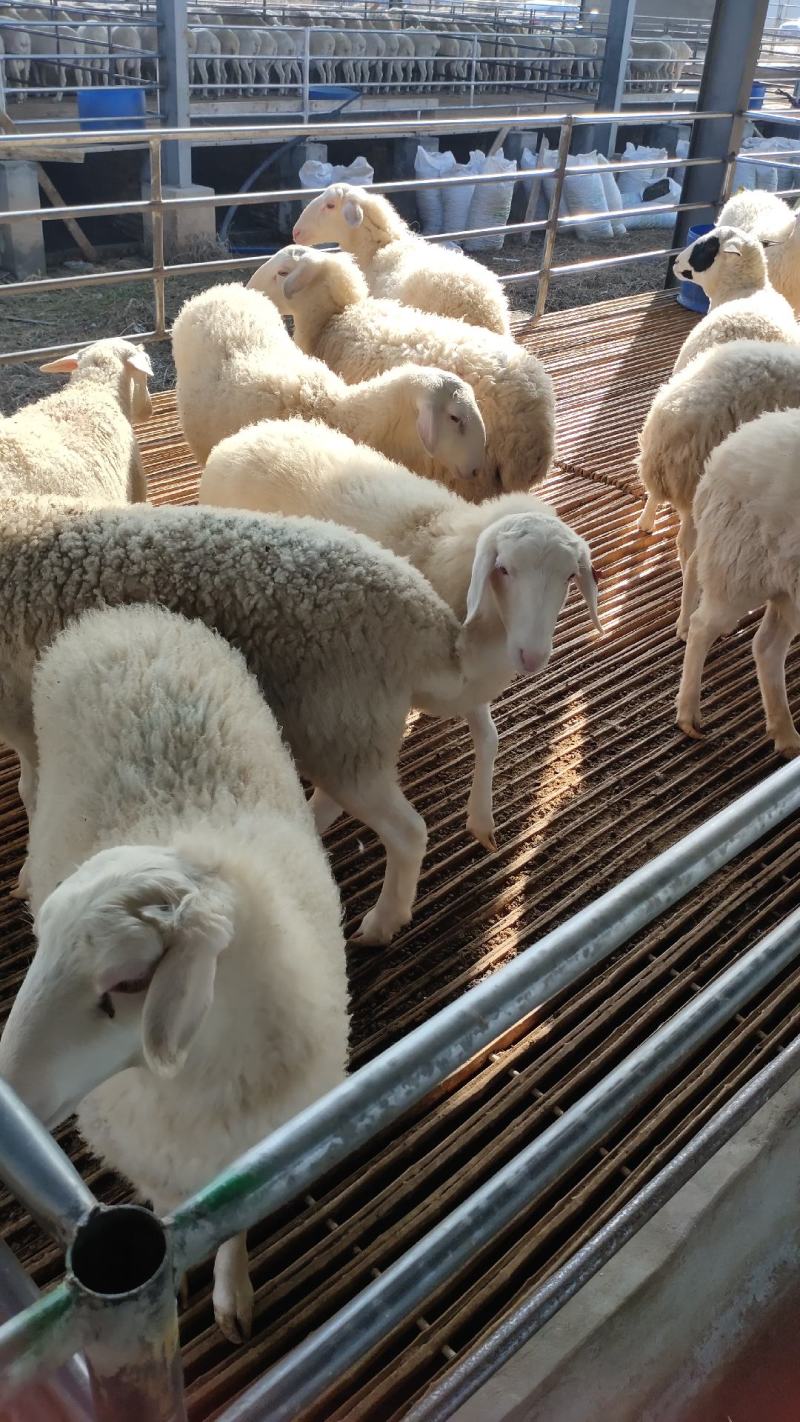 多胎高产品种湖羊湖羊小母怀孕湖羊厂家直接发货