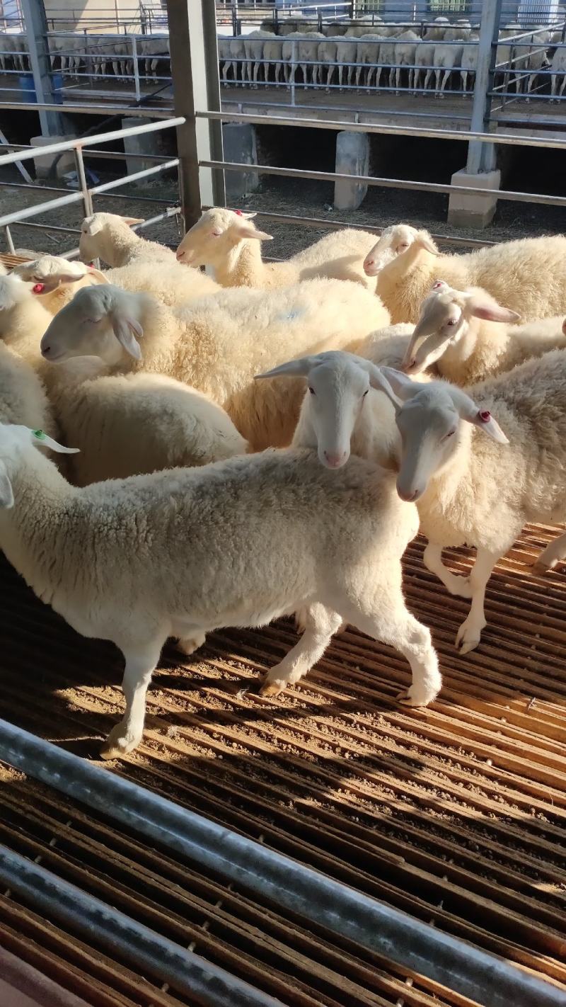 多胎高产品种湖羊湖羊小母怀孕湖羊厂家直接发货