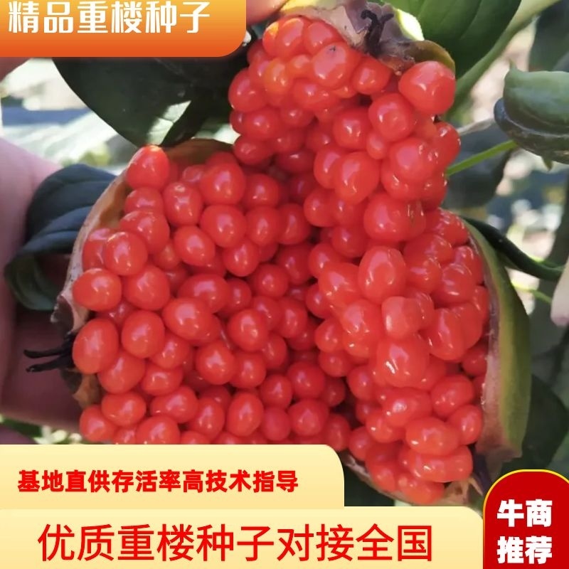 优质重楼种子独角莲种子鲜果七叶一枝花种子提供技术指导