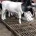 活羊萨福克羊母羊头胎杜寒改良杜泊，澳洲白全国发货可视频