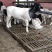 活羊萨福克羊母羊头胎杜寒改良杜泊，澳洲白全国发货可视频