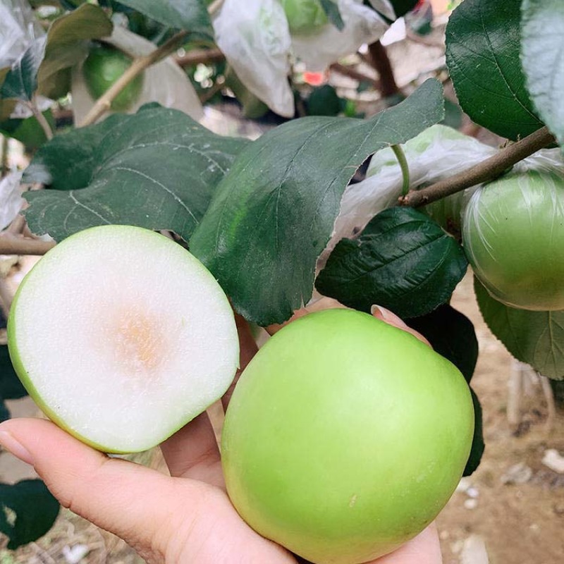 台湾大青枣苗蜜丝枣苗树苗嫁接苗牛奶枣大青枣