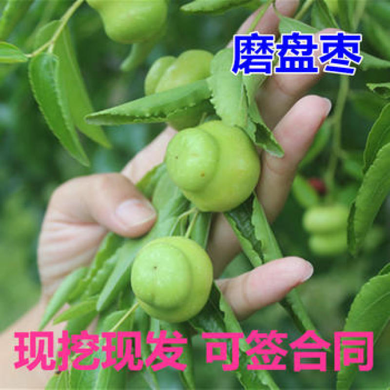 磨盘枣树苗嫁接沾化冬枣树苗磨盘枣树苗枣苗南北方种植当年