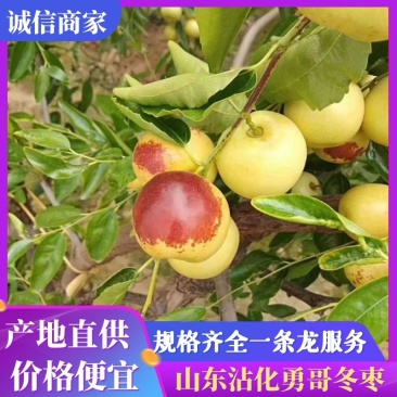 【精品】沾化鲜冬枣自家果园现摘现发个大脆甜无中间商