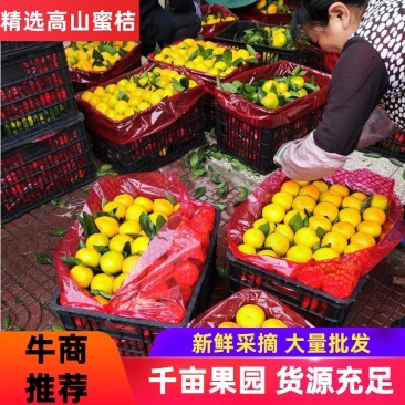 汉中高山蜜桔特早熟桔子皮薄肉甜产地供货价格实惠