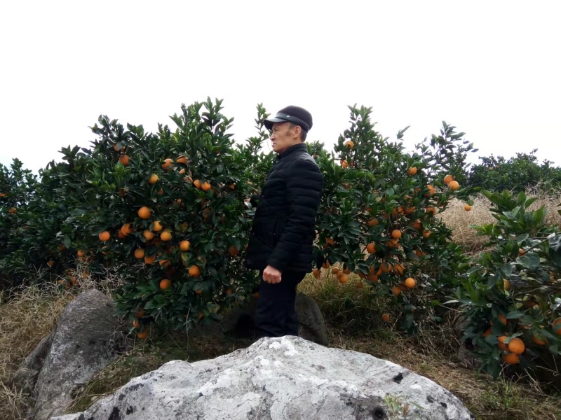 纽荷尔脐橙大量上市，口感好质量佳，现摘现发