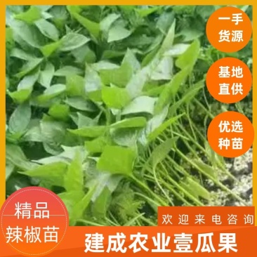 辣椒苗，螺丝椒苗线椒苗精选优良品种抗病，高产