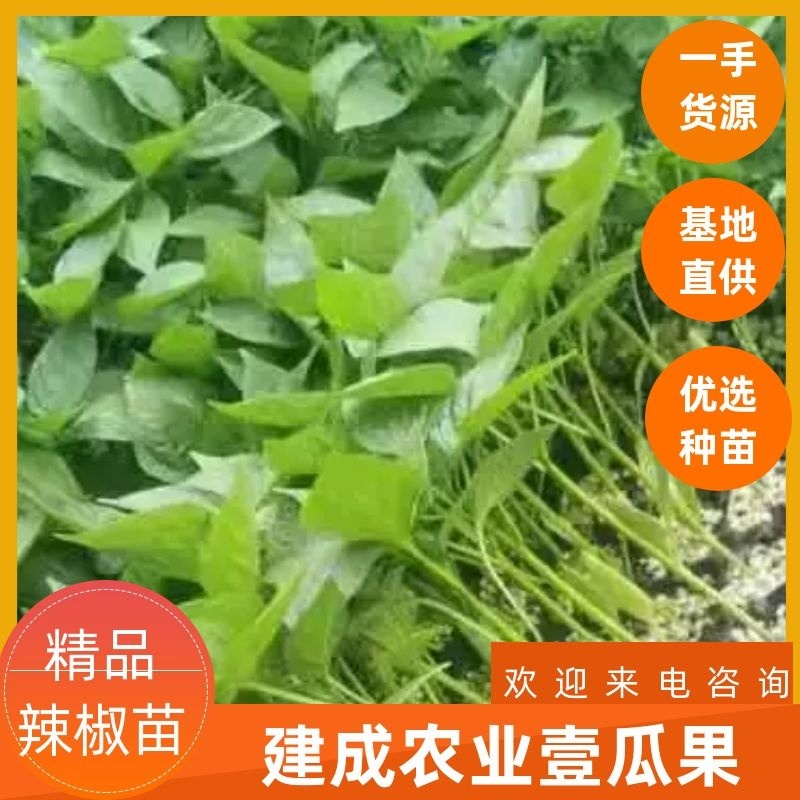 辣椒苗，螺丝椒苗线椒苗精选优良品种抗病，高产