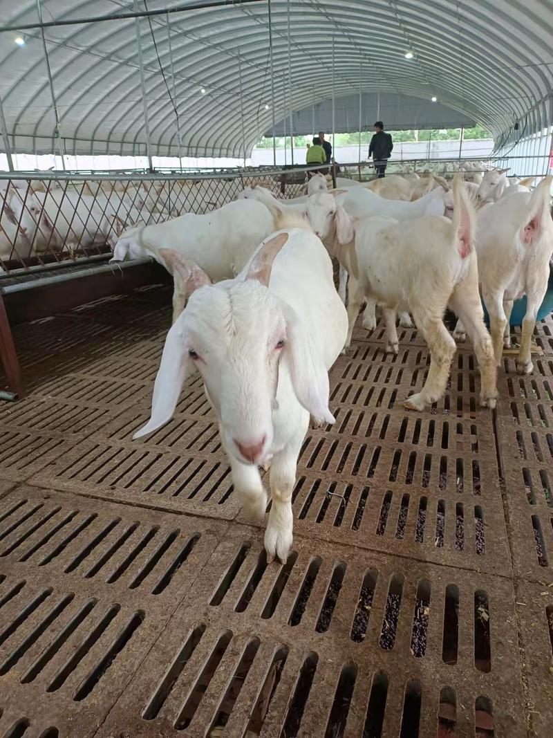 美国白山羊多胎高产，优质品种圈养放养均可，一胎3-5只