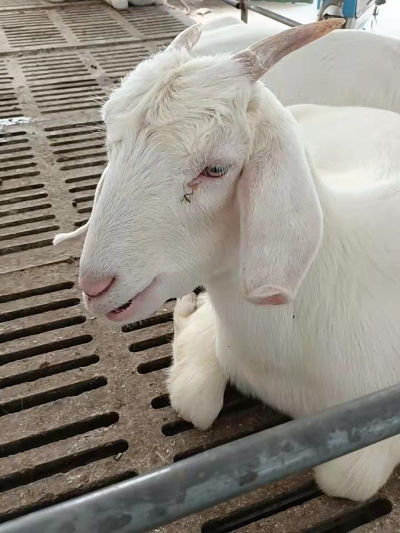 美国白山羊多胎高产，优质品种圈养放养均可，一胎3-5只