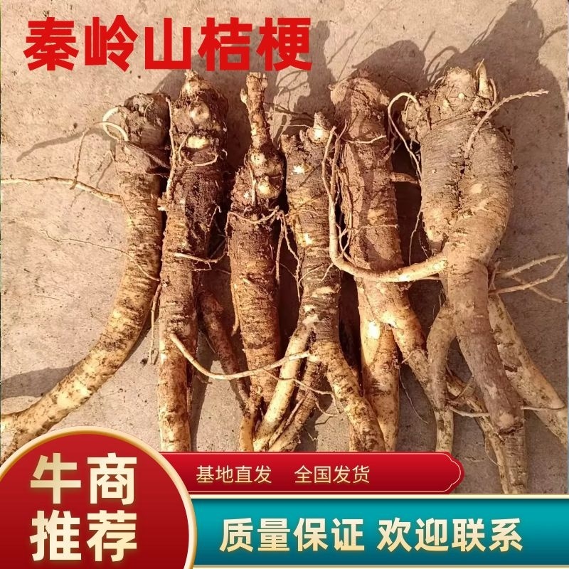 【质量保证】秦岭山中的桔梗含量高条子直，货源充足来电优惠
