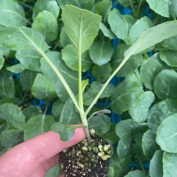 青梗松花菜苗80天菜花苗耐寒有机菜花苗小米粒花菜苗