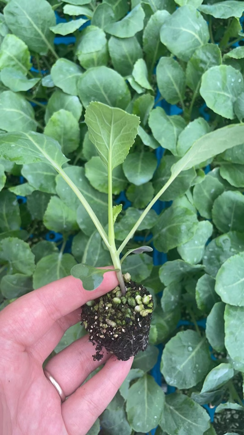青梗松花菜苗80天菜花苗耐寒有机菜花苗小米粒花菜苗