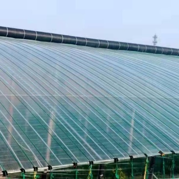大棚膜红丰EVA日光膜膜厂家直发，量大从优大棚配件