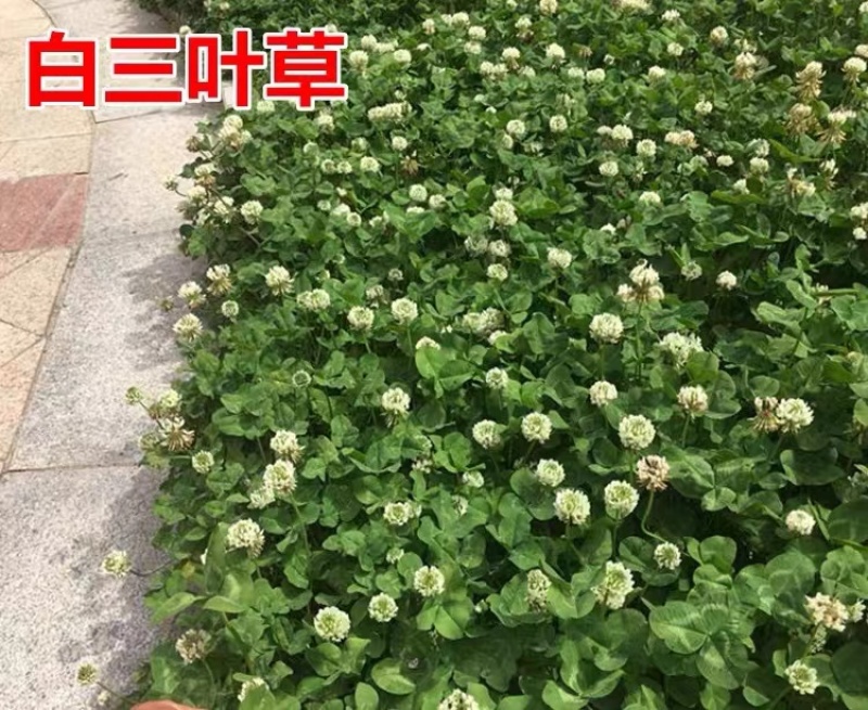 白三叶草种子红花绿化种子净籽草种易活四季草坪