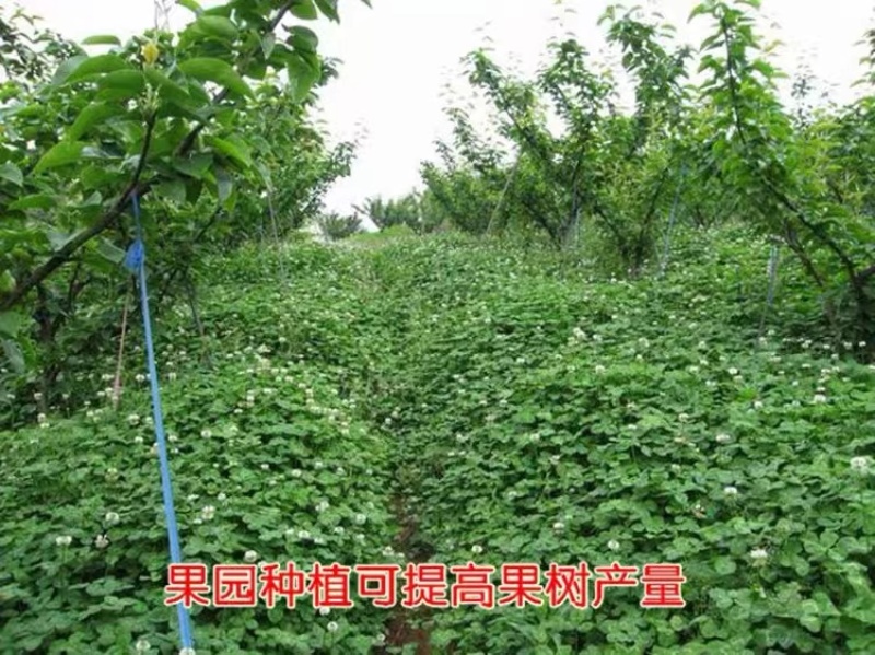 白三叶草种子红花绿化种子净籽草种易活四季草坪