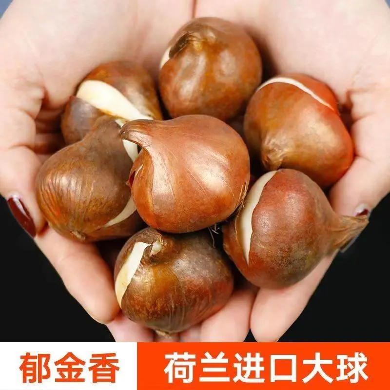 荷兰郁金香种球室内外阳台水培土培重瓣郁金香盆栽花苗