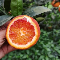 福建顺昌红心脐橙，塔罗科血橙。产地直发商超市场供应