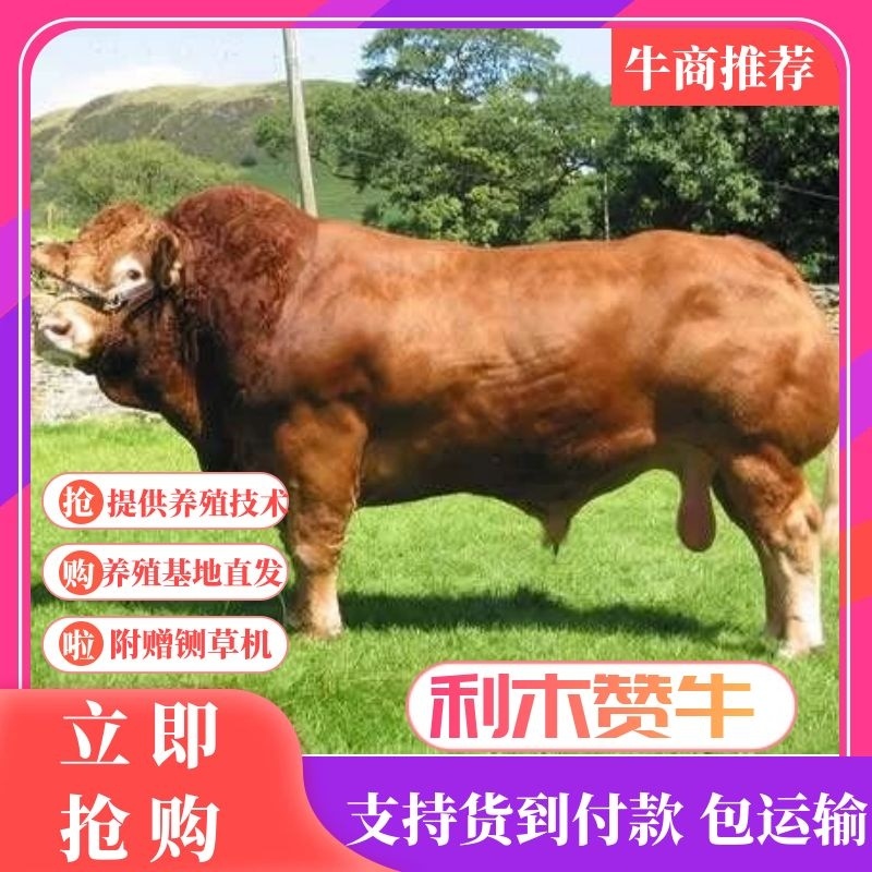 精【精选】利木赞牛犊基地养殖直发免费送货包成活
