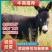 精高品质德州改良活驴,基地养殖全国免费送货,包成活
