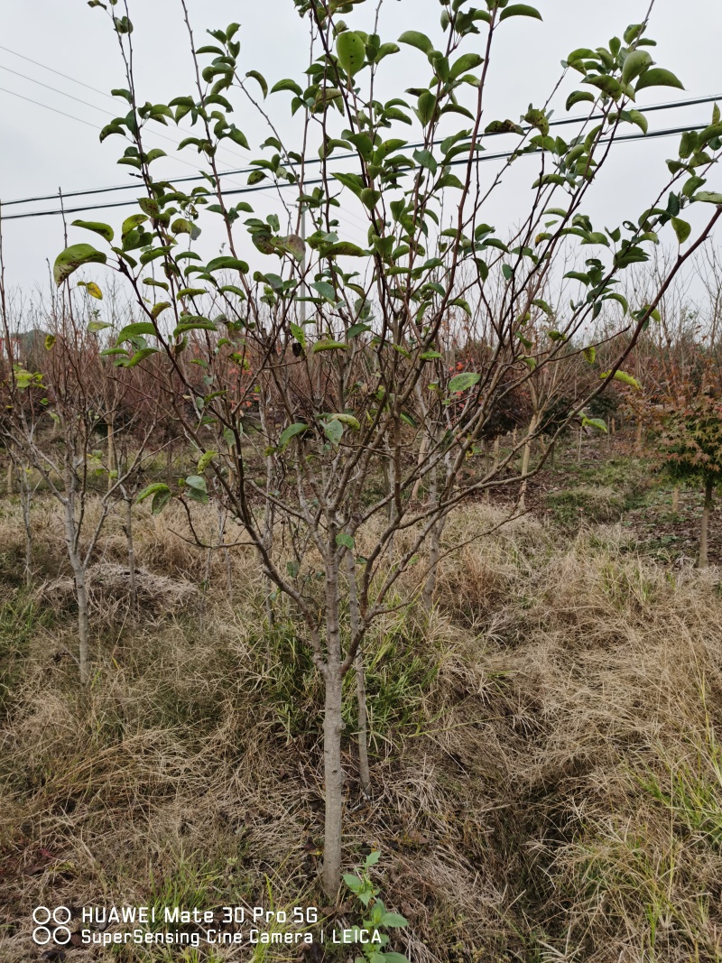 梨树2-3-4公分翠冠翠玉秋月浙江绍兴新山苗场