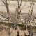 梨树2-3-4公分翠冠翠玉秋月浙江绍兴新山苗场