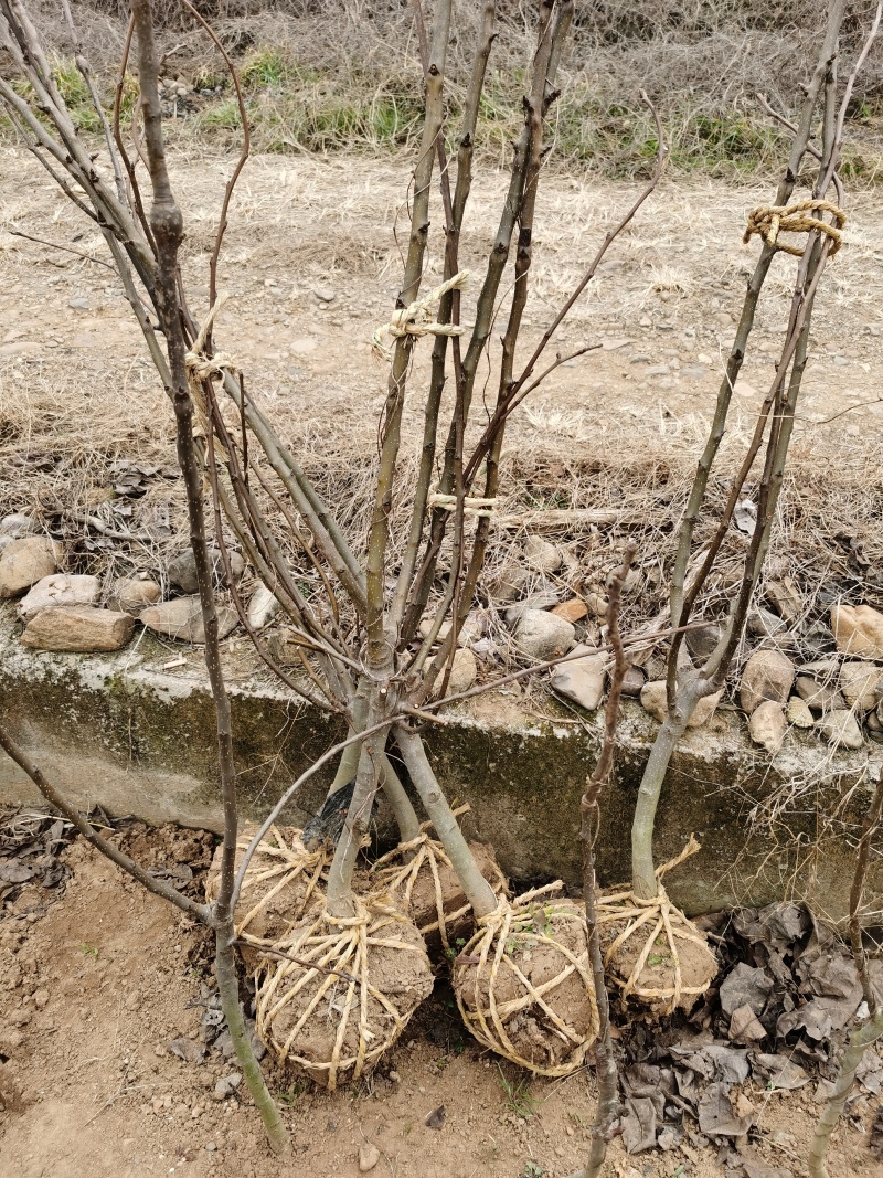 梨树2-3-4公分翠冠翠玉秋月浙江绍兴新山苗场