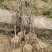 梨树2-3-4公分翠冠翠玉秋月浙江绍兴新山苗场