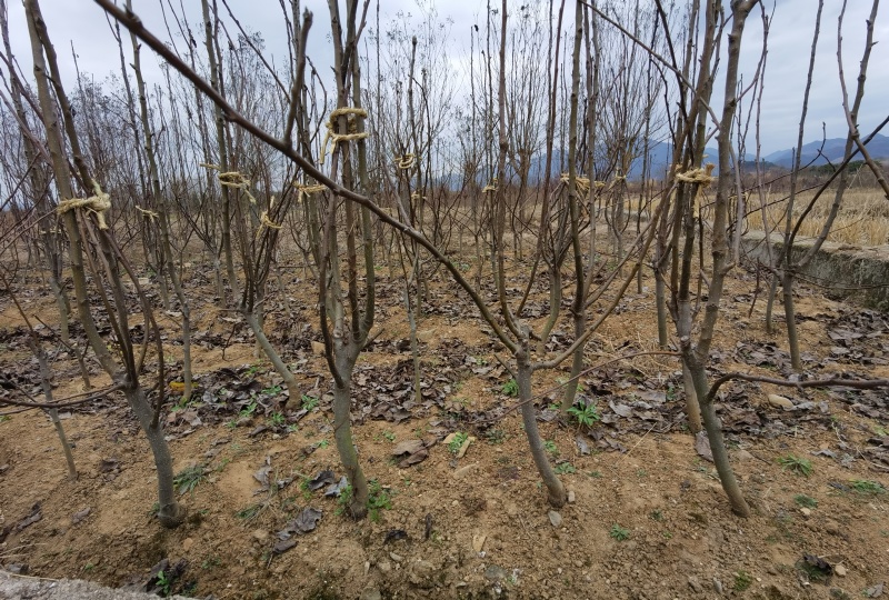 梨树2-3-4公分翠冠翠玉秋月浙江绍兴新山苗场