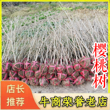 樱桃树红妃短柄黑珍珠浙江绍兴南方小樱桃树