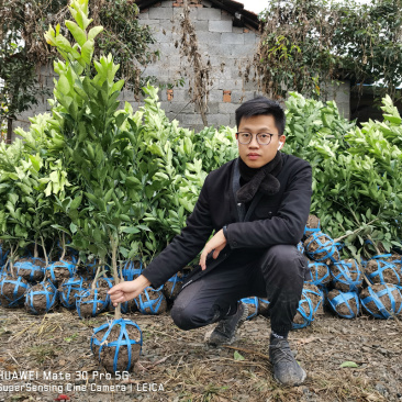 柑橘树桔子树红美人葡萄柚由良蜜桔树浙江绍兴发货