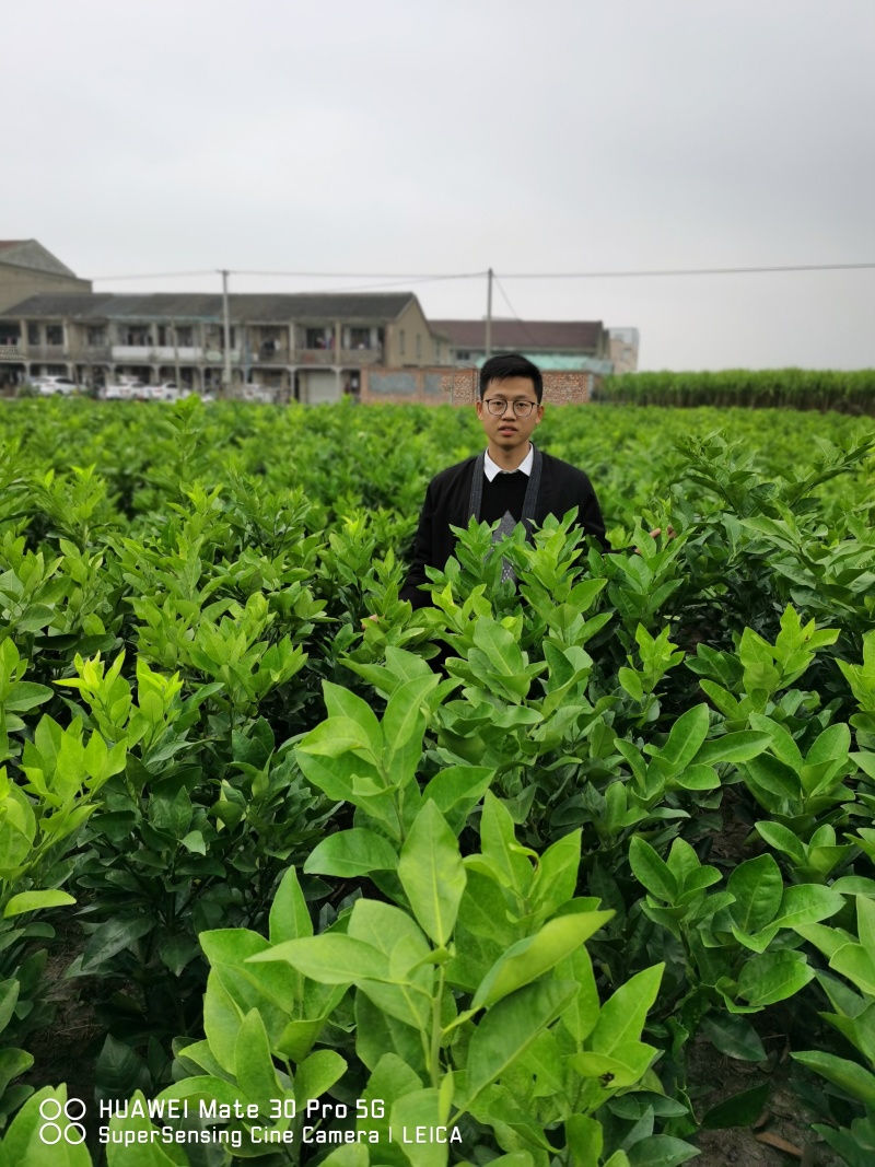 柑橘树桔子树红美人葡萄柚由良蜜桔树浙江绍兴发货