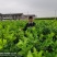 柑橘树桔子树红美人葡萄柚由良蜜桔树浙江绍兴发货