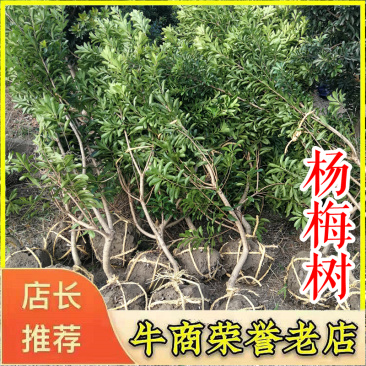 杨梅树2345678公分黑炭荸荠水晶杨梅树