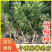 杨梅树2345678公分黑炭荸荠水晶杨梅树