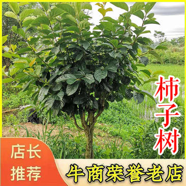 柿子树2-8公分太秋大秋牛心柿子树浙江绍兴