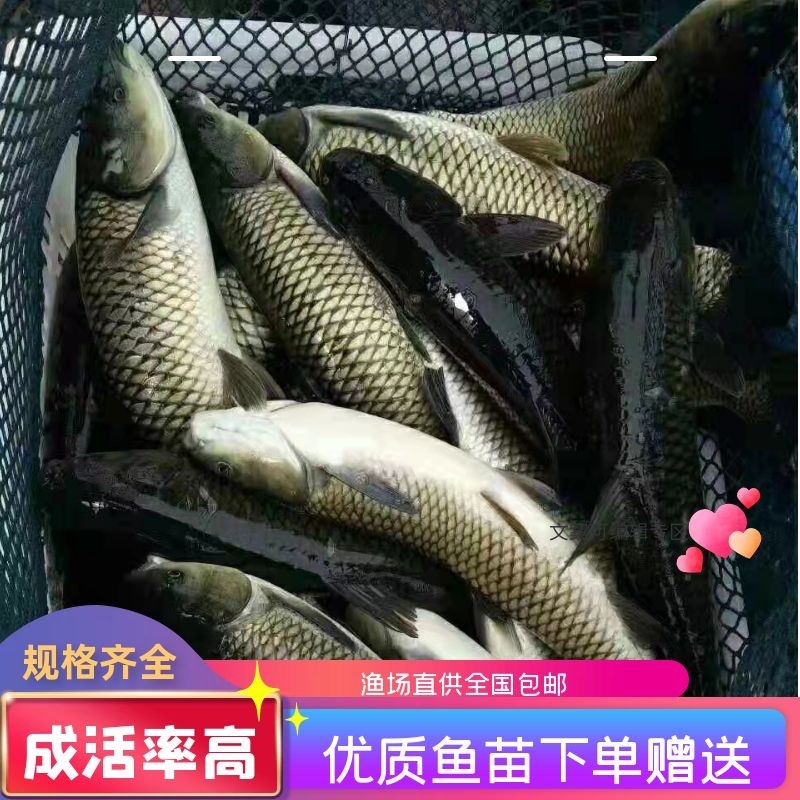 精品草鱼苗规格齐全保证成活率抗病毒生长速度快