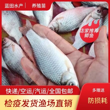 优质抗病毒鲫鱼保质保量大小规格齐全全国包邮