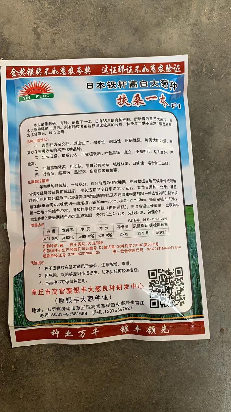 日本钢葱种子专业育种40年高产抗病免费技术指导欢迎来电