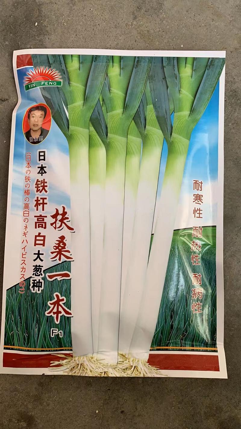 日本晚抽大葱种子专业育种40年（免费技术指导）