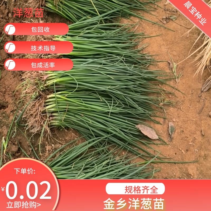 紫红皮洋葱苗签合同包回收