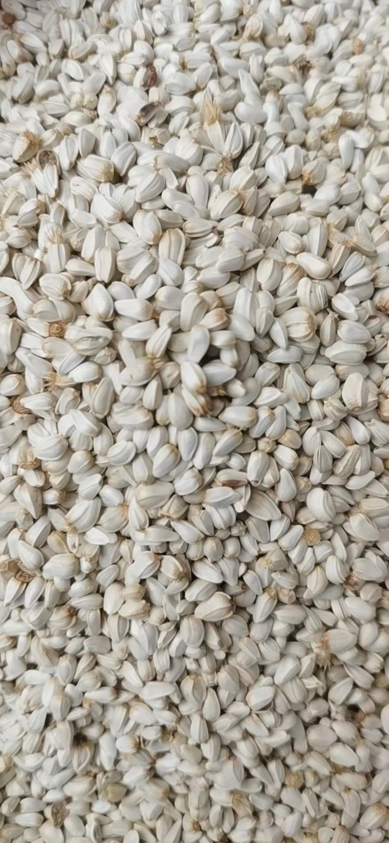 批发优质新货红花籽种子榨油原料出油率高达26%量大价优