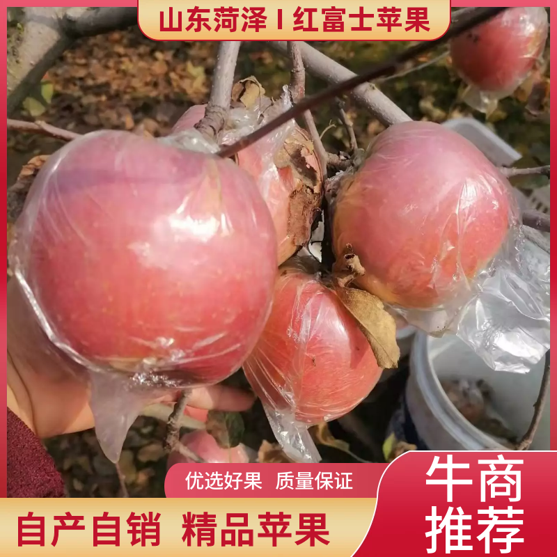 菏泽苹果红富士苹果自家果园生态种植口感脆甜